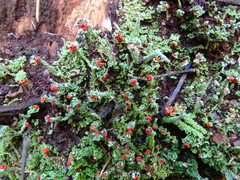 Cladonia didyma