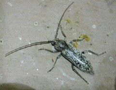 Cerambycidae