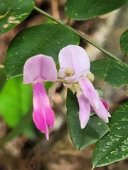 Indigofera venulosa