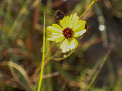 Coreopsis leavenworthii