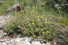 Helianthemum oelandicum orientale