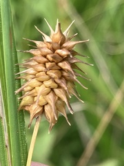 Carex flava