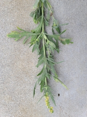 Ambrosia psilostachya