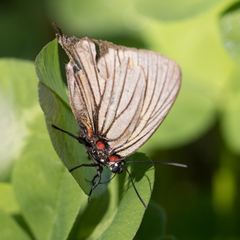 Atlides polybe