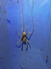 Tigrosa helluo