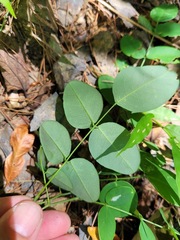 Indigofera venulosa