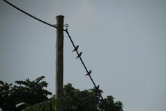 Eurystomus glaucurus