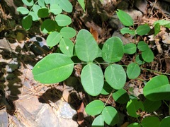 Indigofera venulosa
