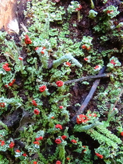 Cladonia didyma