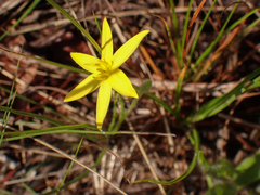 Hypoxis juncea