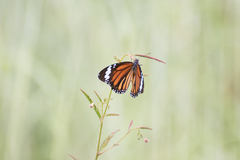 Danaus genutia
