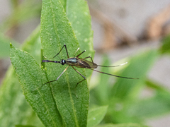 Toxorhynchites rutilus