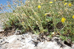 Helianthemum oelandicum orientale
