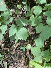 Toxicodendron rydbergii