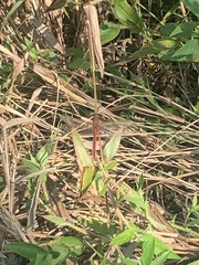 Libellula needhami