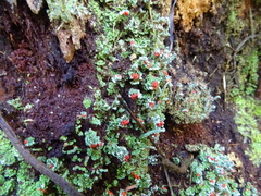 Cladonia didyma