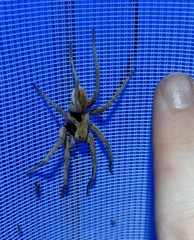 Tigrosa helluo