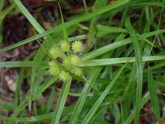 Cyperus croceus