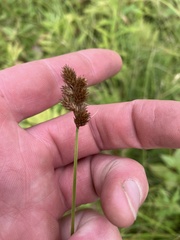 Carex scoparia