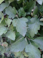 Crataegus sanguinea