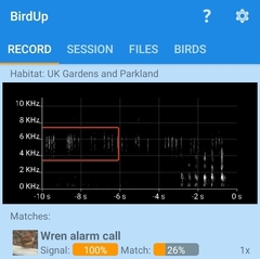 Troglodytes troglodytes