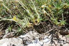 Helianthemum oelandicum orientale