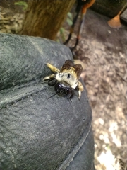 Xylocopa tabaniformis azteca