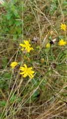 Hieracium lachenalii