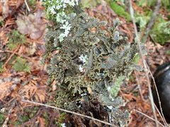 Pseudocyphellaria holarctica