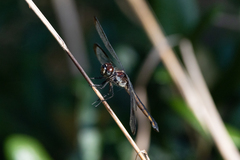 Libellula