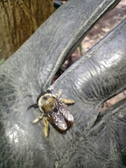 Xylocopa tabaniformis azteca