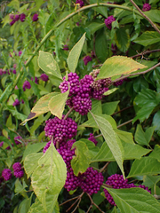 Callicarpa americana