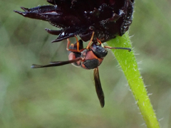 Euodynerus apopkensis