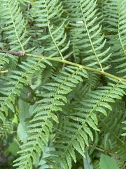 Athyrium angustum