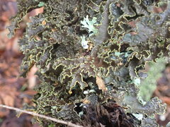 Pseudocyphellaria holarctica