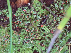 Cladonia didyma