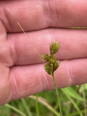 Carex scoparia