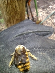 Xylocopa tabaniformis azteca