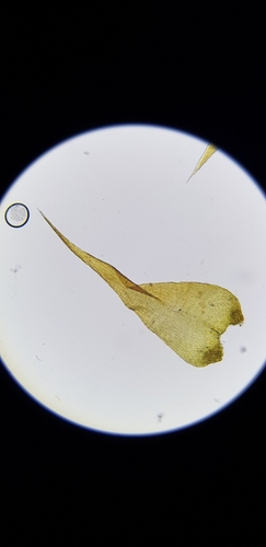 Image of Campylium protensum by (c) Helen Waterman, some rights reserved (CC BY)