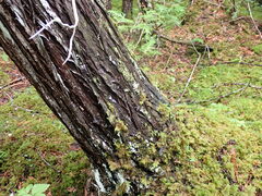 Protopannaria pezizoides