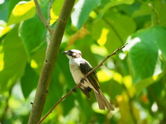 Pycnonotus sinensis formosae