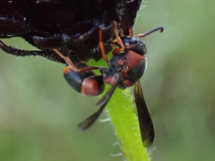 Euodynerus apopkensis