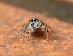 Salticus scenicus