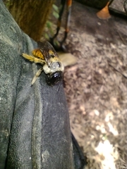 Xylocopa tabaniformis azteca