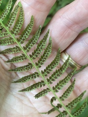 Athyrium angustum