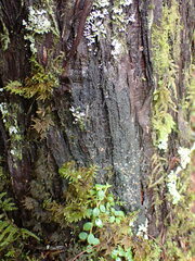 Protopannaria pezizoides