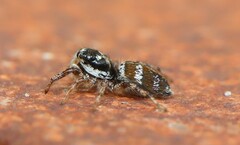 Salticus scenicus