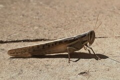 Austracris guttulosa