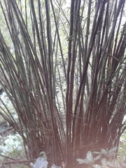 Bambusoideae