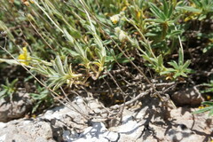 Helianthemum oelandicum orientale